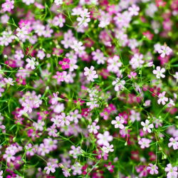 Sommer Schleierkraut gemischte Samen - Gypsophila elegans - 2800 Samen