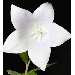 Balloon Flower Fuji White seemned - Platycodon grandiflorus - 110 seemnet