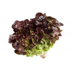 Зелена маслинена зелена салата - Lactuca sativa - 900 семена - Lactuca sativa L. var. Capitata