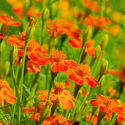 Marigold Oranye Permata biji - Tagetes tenuifolia - 600 biji