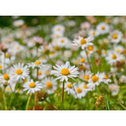 Margareeta - valge - 1200 seemned - Bellis perennis