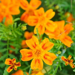 Marigold Oranye Permata biji - Tagetes tenuifolia - 600 biji