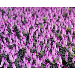 Hạt giống Cockscomb - Celosia spicata Flamingo - 360 hạt giống