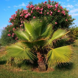 Cotton Palm, Desert Fan Palm seeds - Washingtonia filifera - 5 seeds