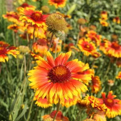Semená obyčajnej - Gaillardia aristata - 300 semien