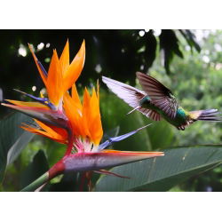 Sementes de flores Ave-do-Paraíso - Strelitzia reginae - 5 sementes