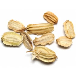 Angélica - Archangelica officinalis - Hierba antibacteriana, perfecta para infusiones - Semillas frescas