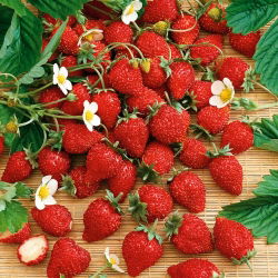 Smultron - Baron von Solemacher - Fragaria vesca - Söt bärskörd, perfekt året runt - Färska frön