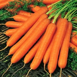 Морква Амстердам 2 насіння - Daucus carota - 4250 насіння - Daucus carota ssp. sativus 