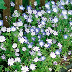 Baby blue eyes - sortide valik - 350 seemnet - Nemophila - seemned