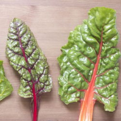 Pazı - çeşitli karışım - 40 tohum - Beta vulgaris  - tohumlar