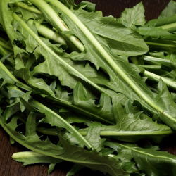 Čakanka "Spadona"; Radicchio - 2880 semien - Cichorium intybus ‘Spadona' - semená