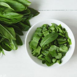 Кисељак - 2400 сјеменки - Rumex acetosa - семе