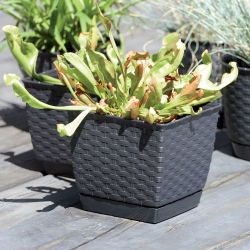 Kvadratisk blomkruka med fat - Ratolla - 18 cm - Vit - 