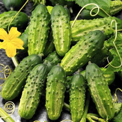 Cucumber - Cornichon de Paris - Perfect and Crunchy variety for Pickling - Fresh Seeds