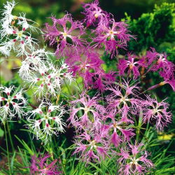 Aasnelk - 280 seemned - Dianthus superbus
