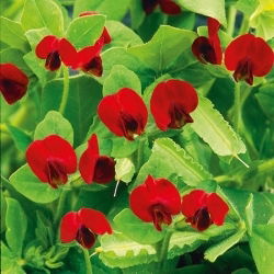 Asparagus Pea seeds - Tetragonolobus purpureus - 23 zaden