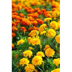 Marigold Perancis - seleksi varietas - 350 biji - Tagetes patula L.
