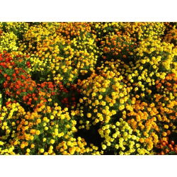 Marigold Perancis - seleksi varietas - 350 biji - Tagetes patula L.