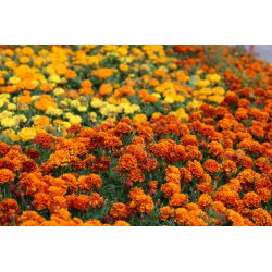 Marigold Perancis - seleksi varietas - 350 biji - Tagetes patula L.