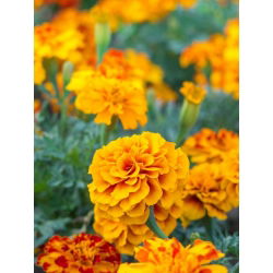 Marigold Perancis - seleksi varietas - 350 biji - Tagetes patula L.