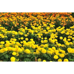 Mehiški ognjič - izbor sort - 150 semen - Tagetes erecta  - semena