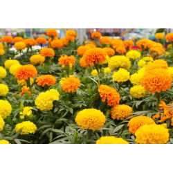 Mehiški ognjič - izbor sort - 150 semen - Tagetes erecta  - semena