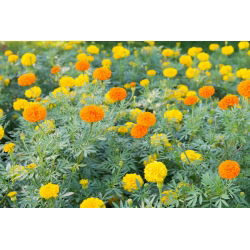 Mehiški ognjič - izbor sort - 150 semen - Tagetes erecta  - semena