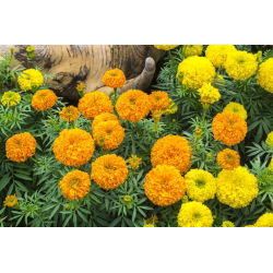 Mehiški ognjič - izbor sort - 150 semen - Tagetes erecta  - semena