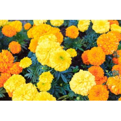 Mehiški ognjič - izbor sort - 150 semen - Tagetes erecta  - semena