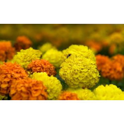 Mehiški ognjič - izbor sort - 150 semen - Tagetes erecta  - semena