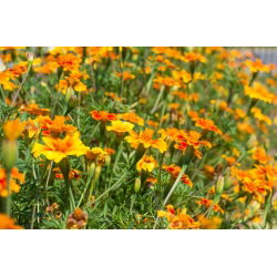 الخليط القطيفة - مزيج البذور - 600 البذور - Tagetes tenuifolia - ابذرة