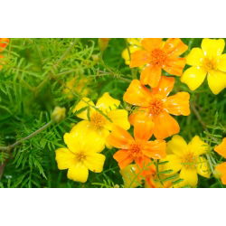 الخليط القطيفة - مزيج البذور - 600 البذور - Tagetes tenuifolia - ابذرة