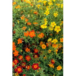 الخليط القطيفة - مزيج البذور - 600 البذور - Tagetes tenuifolia - ابذرة