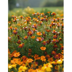 الخليط القطيفة - مزيج البذور - 600 البذور - Tagetes tenuifolia - ابذرة