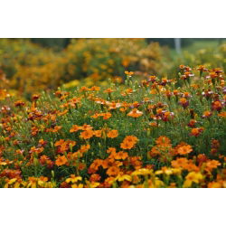 الخليط القطيفة - مزيج البذور - 600 البذور - Tagetes tenuifolia - ابذرة