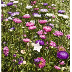 Dwerg chinese aster - variëteitmix - 625 zaden - Callistephus chinensis