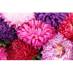 Dwerg chinese aster - variëteitmix - 625 zaden - Callistephus chinensis