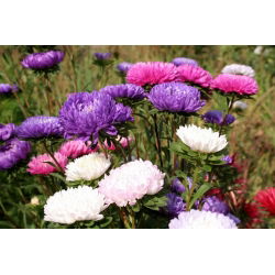 Dwerg chinese aster - variëteitmix - 625 zaden - Callistephus chinensis