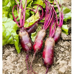 Pancar "Cylindra" - 940 tohum - Beta vulgaris - tohumlar