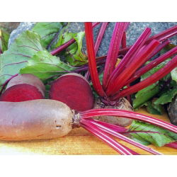 Pancar "Cylindra" - 940 tohum - Beta vulgaris - tohumlar