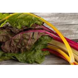 Pazı - çeşitli karışım - 40 tohum - Beta vulgaris  - tohumlar