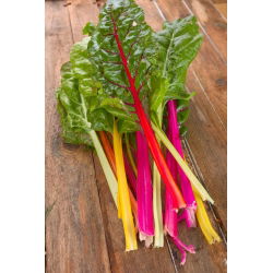 Pazı - çeşitli karışım - 40 tohum - Beta vulgaris  - tohumlar
