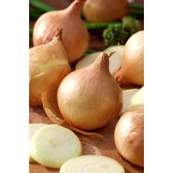 Cipolla - Globo - Bulbi enormi da 2 kg, gusto delicato - Semi Freschi