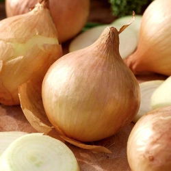 Cipolla - Globo - Bulbi enormi da 2 kg, gusto delicato - Semi Freschi