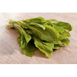 Čakanka "Spadona"; Radicchio - 2880 semien - Cichorium intybus ‘Spadona' - semená