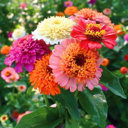Frøkenhat - Scabiosa - blanding - Zinnia elegans - Strålende, langtidsholdbare blomster - Friske frø