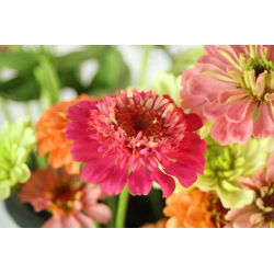 Frøkenhat - Scabiosa - blanding - Zinnia elegans - Strålende, langtidsholdbare blomster - Friske frø