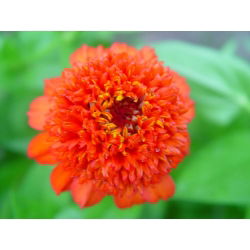 Frøkenhat - Scabiosa - blanding - Zinnia elegans - Strålende, langtidsholdbare blomster - Friske frø