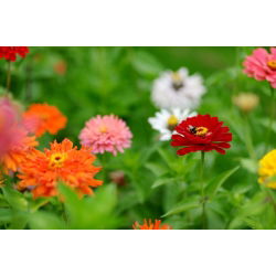 Cactus zinnia - magkeverék - 120 mag - Zinnia elegans cactaflora - magok